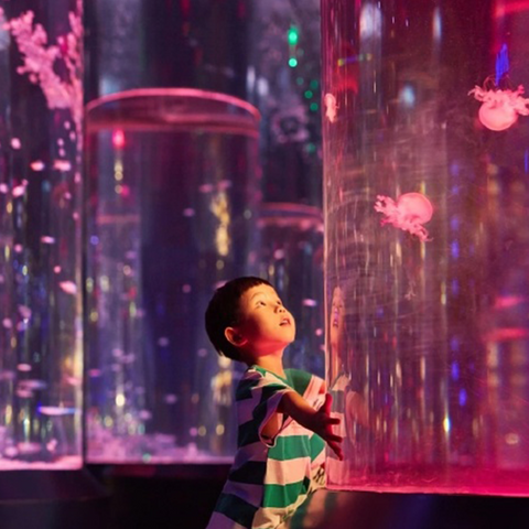 Jellyfish Aquarium Kits Leyu មានជំនាញក្នុងការកែរថក្រោះ Jellyfish សម្រាប់អ្នក - Leyu